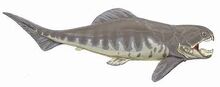 Dunkleosteus.jpg
