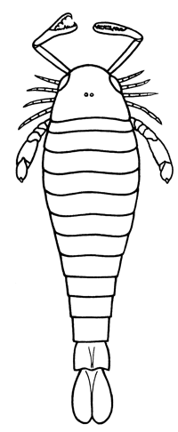 Eurypterus.gif