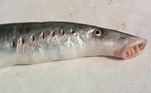 A lamprey.jpg