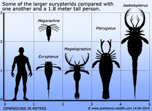 Eurypterid size