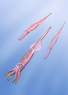 Belemnoids reconstruction.jpg