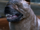 Dog(Dragon Age)