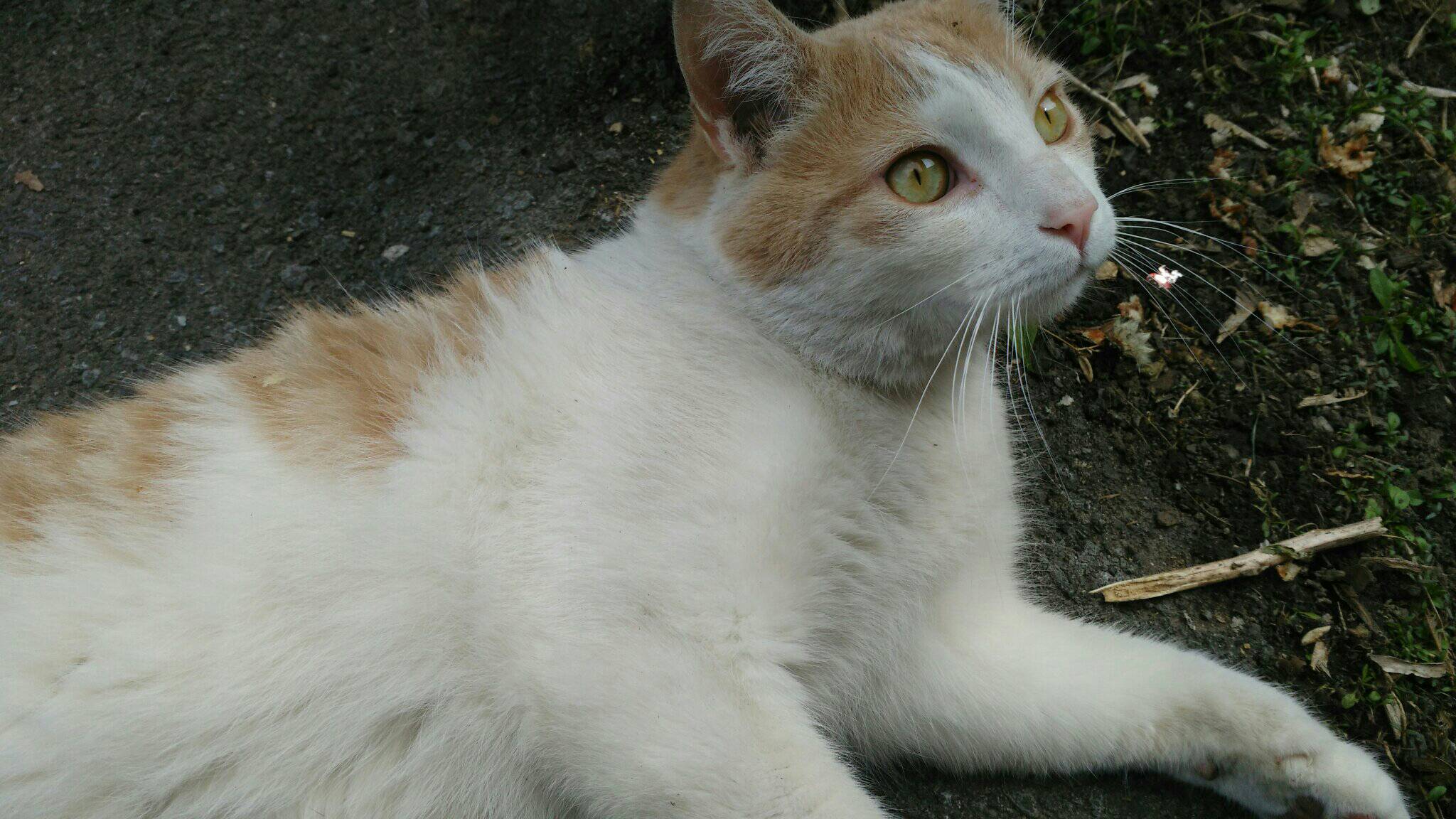 Neighborhood cat best sale