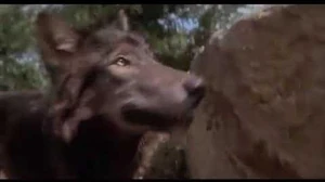 Benji tricking the Timber Wolf into falling off a cliff.