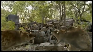 Half-Tooth fighting last of Smilodon Brothers for leadership or the pride.