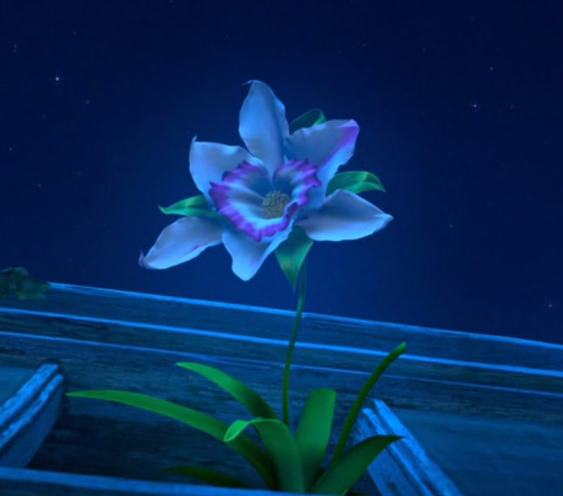 Cupid arrow orchid deals
