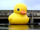 Rubber Duck.png