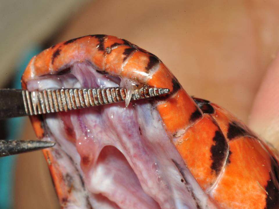 Veja características de cobras peçonhentas do Brasil e como identificá-las