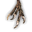 Harpyienkrallen