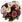 Flowers Daisies
