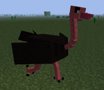 Ostrich