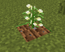 Cotton