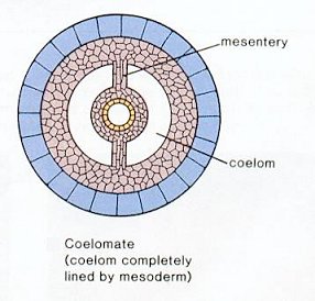 Eucoelomate  