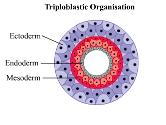 Triplo