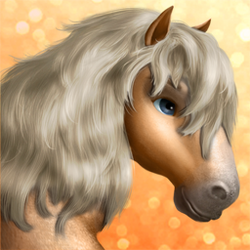 Shetland Pony- T1