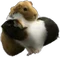 HO_Machu_Guinea_Pigs-icon.png
