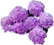 HO_SEHunt_Hydrangeas-icon.png