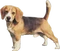 HO_CandyS_Dog-icon.png