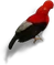 HO_Machu_Andean_Cock-icon.png
