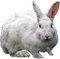 HO_SEHunt_Bunny-icon.png