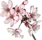 HO_SEHunt_Cherry_Blossoms-icon.png