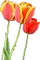 HO_SEHunt_Tulips-icon.png