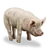 Quest Task pig-icon