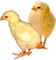 HO_SEHunt_Chicks-icon.png