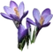 HO_SEHunt_Crocuses-icon.png