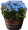 HO_SEHunt_Barrel_Planter-icon.png