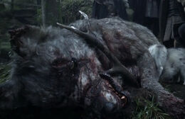 Loba huargo muerta ()