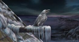 Tiziano Baracchi, FFG©