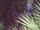 Skunk Ape