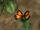 Butterflies (DS)