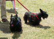 Scottish terriers