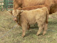 Highland cattle