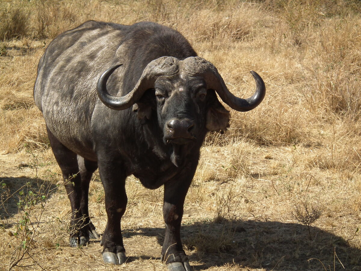 African Buffalo Animals Wiki Fandom 1200