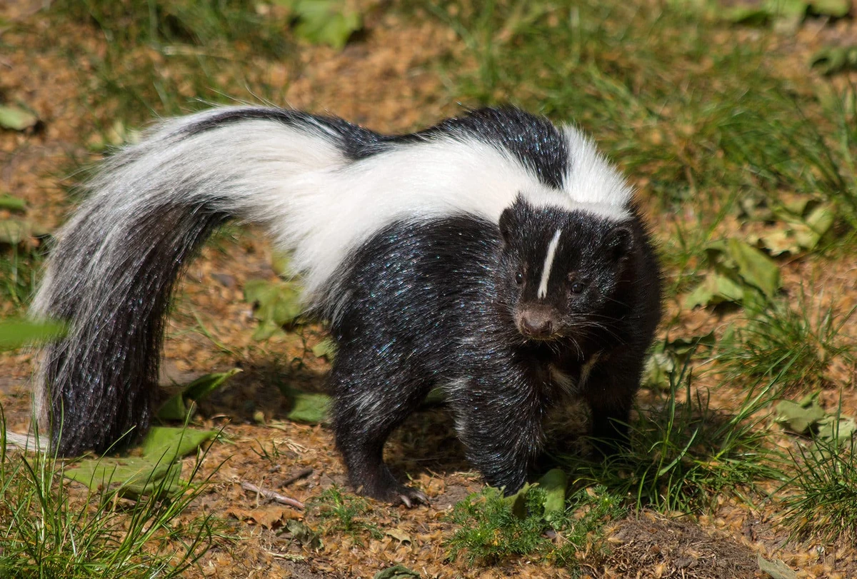 Striped Skunk | Animals Wiki | Fandom