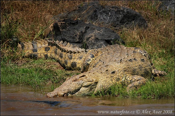 Nile Crocodile | Animals Wiki | Fandom