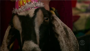 Goat in a party hat!