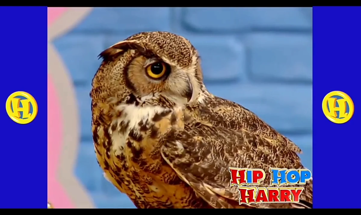 Woody the Owl | Hip Hop Harry Wiki | Fandom