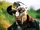 MF DOOM