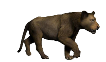 Lion Tiger Size Comparison  Felid Morphology's Study-Blog