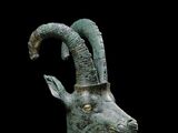 Egyptian Ibex Head