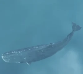 Magratheawhale