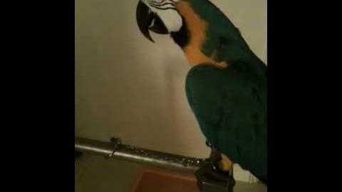 Macaw Parrot cursing (Angry Bird saying WTF)