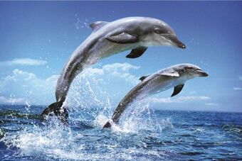 Dolphins Hitchhikers Fandom Dolphins Hitchhikers Fandom