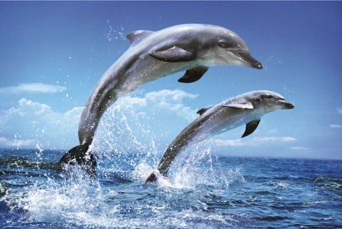 Dolphins, Hitchhikers