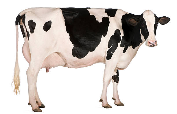 Cow Hitchhikers Fandom Cow Hitchhikers Fandom