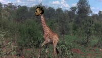 Günsche the giraffe.